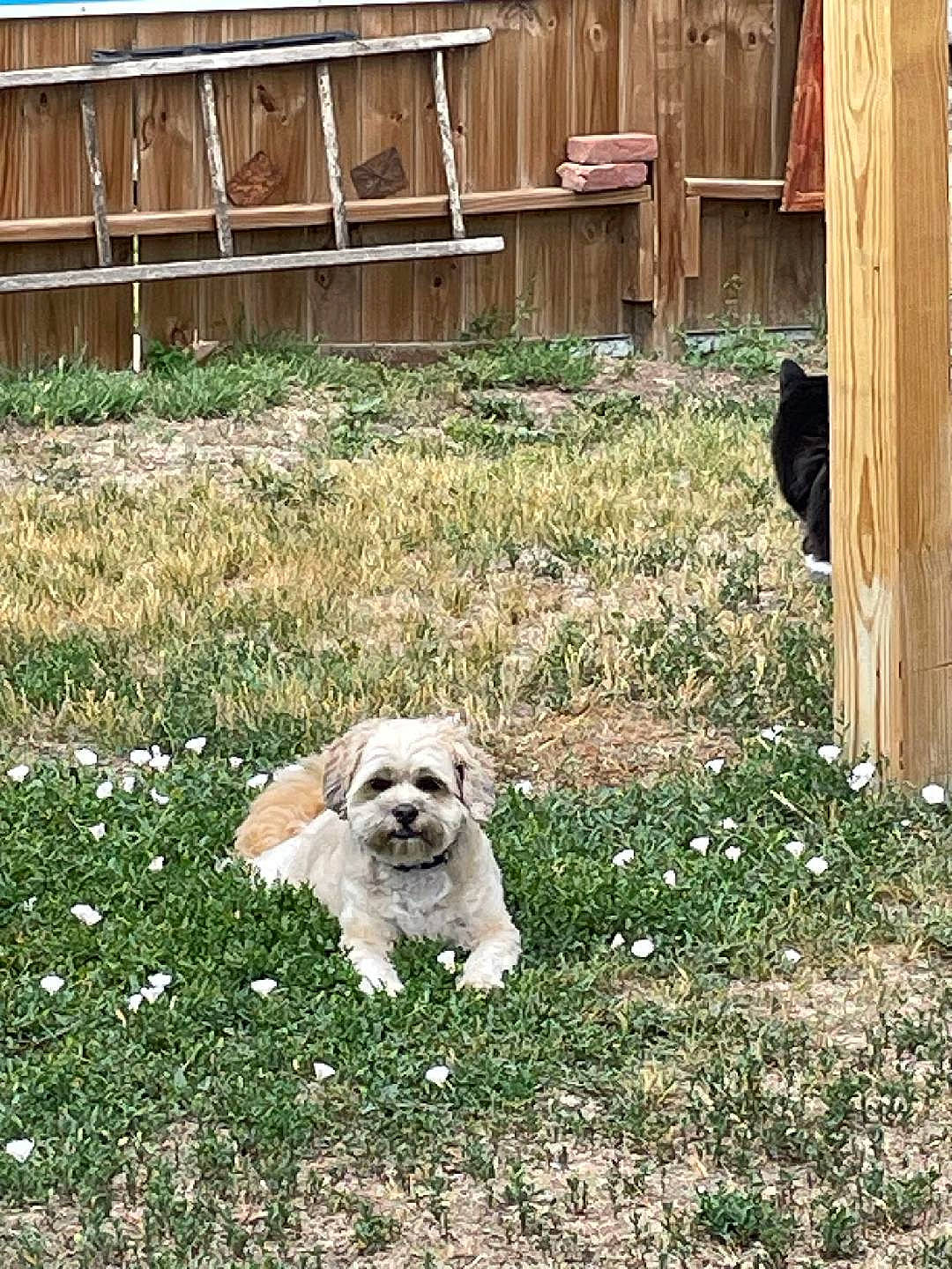 Tobi is registered to the contest to win money with this photo: canidae, carnivore, companion_dog, dog, dog_breed, door, fawn, flower, garden, grass, lawn, mammal, plant, shrub, sidewalk, sitting, snout, toy_dog, wood, working_animal