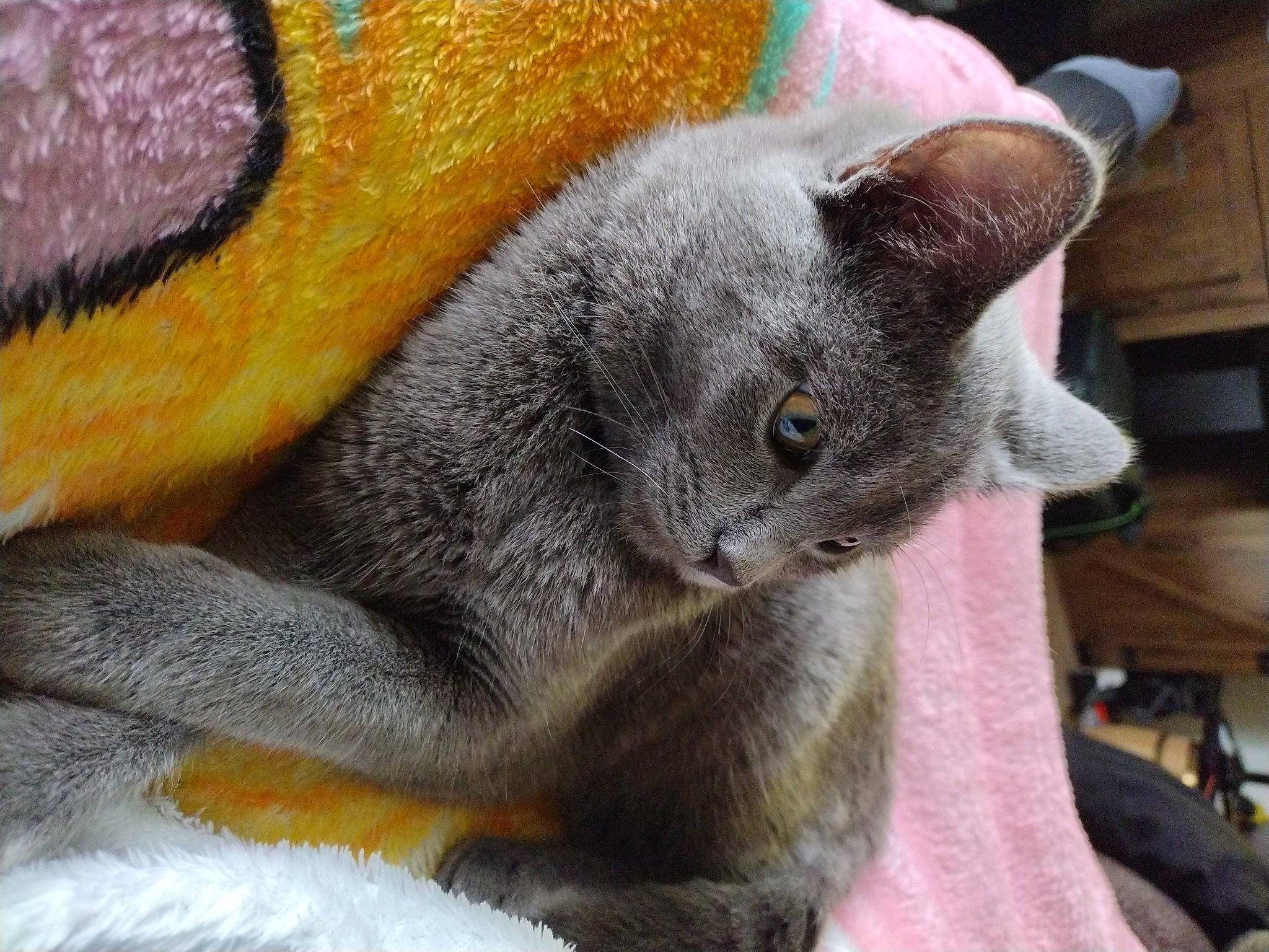 Tully joined the competition — help win amazing prizes! carnivore, cat, comfort, domestic_short_haired_cat, ear, felidae, fur, grey, russian_blue, small_to_medium_sized_cats, snout, tail, whiskers