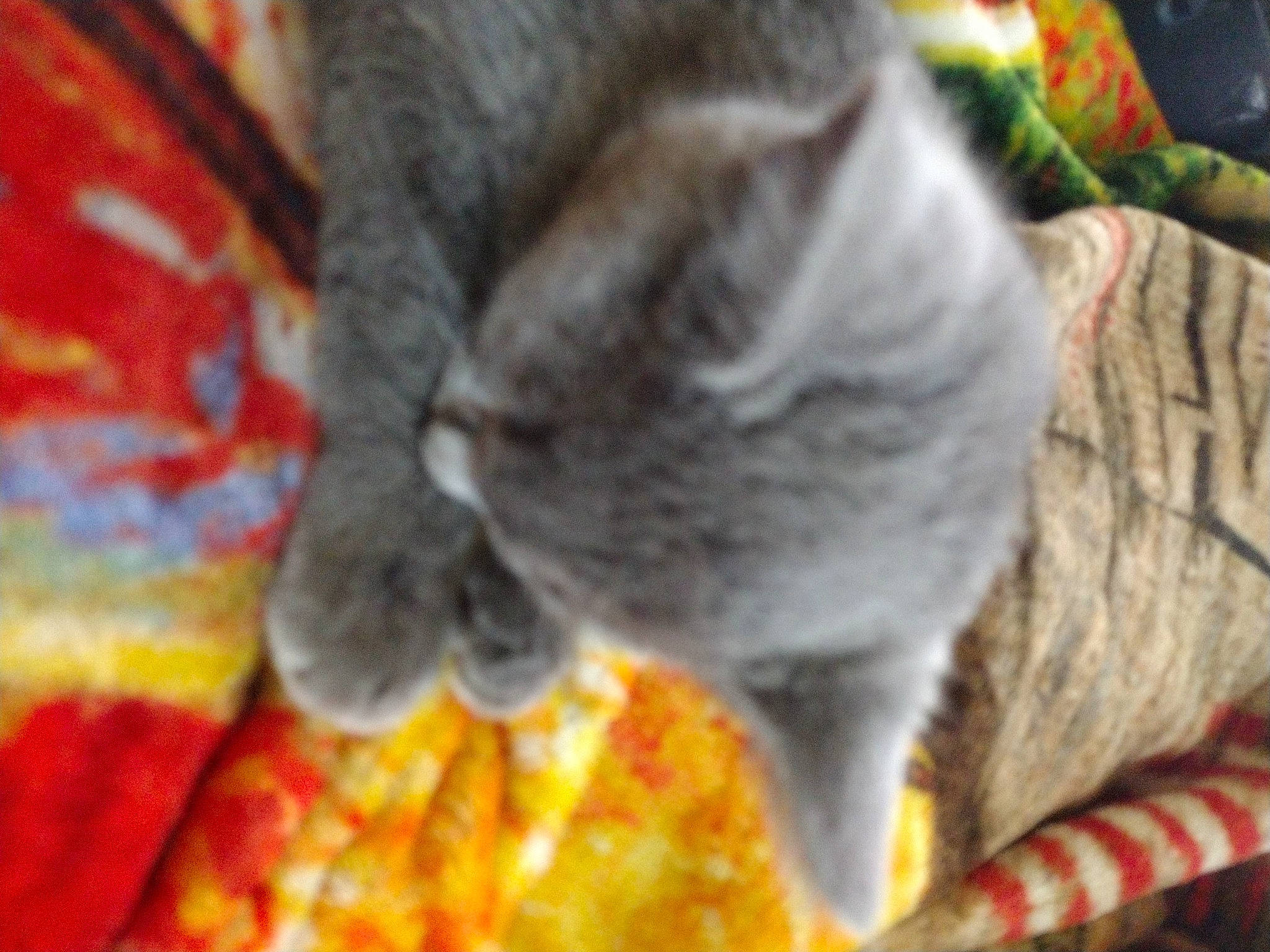 Tully is registered to the contest to win money with this photo: art, carmine, carnivore, cat, claw, domestic_short_haired_cat, felidae, fur, grey, nap, pattern, plant, small_to_medium_sized_cats, snout, tail, thread, tree, visual_arts, whiskers, wool