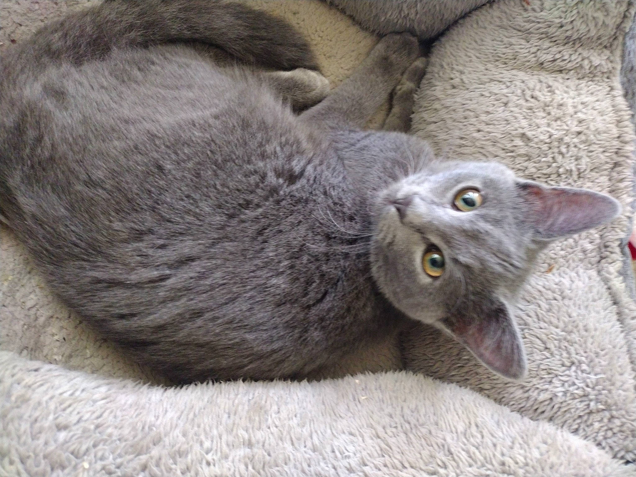 Tully is registered to the contest to win money with this photo: carnivore, cat, claw, comfort, domestic_short_haired_cat, felidae, fur, grey, paw, russian_blue, small_to_medium_sized_cats, snout, tail, terrestrial_animal, whiskers