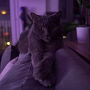 Gripoil participe au concours pour gagner de l'argent avec cette photo : cat, gray_cat, feline, animal, pet, indoor, couch, living_room, relaxing, purple_lighting, night, home, paws, fur, whiskers, ears, eyes, resting, portrait, cozy