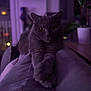 cat, gray_cat, feline, animal, pet, indoor, couch, living_room, relaxing, purple_lighting, night, home, paws, fur, whiskers, ears, eyes, resting, portrait, cozy