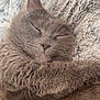cat, gray_cat, sleeping, cozy, fluffy, pet, animal, fur, blanket, resting, cute, whiskers, closeup, indoor, domestic_cat, relaxed, soft_texture, paw, nose, ears