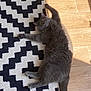 cat, gray_cat, pet, animal, feline, indoor, carpet, rug, patterned_rug, wooden_floor, sunlight, relaxed, laying_down, stretching, orange_eyes, fur, whiskers, claws, paw, home