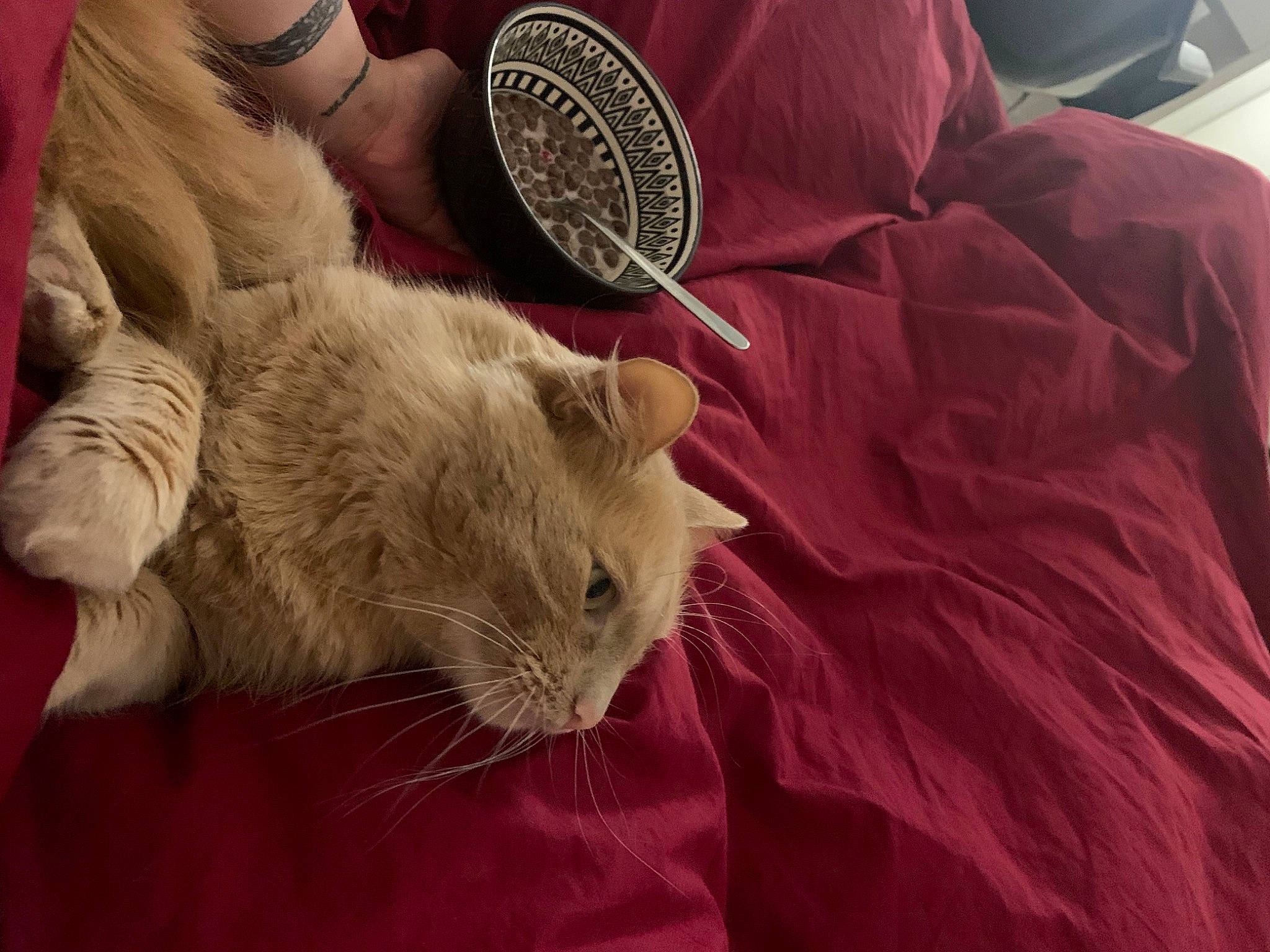 Pompom a rejoint le concours — aidez-le/la à gagner de superbes lots ! carnivore, cat, claw, comfort, domestic_short_haired_cat, fawn, felidae, fur, linens, magenta, nail, nap, paw, small_to_medium_sized_cats, snout, tail, textile, whiskers, wood, wool