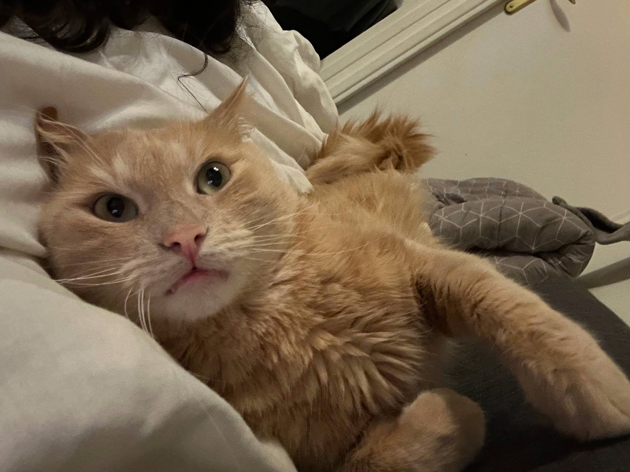 Pompom a rejoint le concours — aidez-le/la à gagner de superbes lots ! carnivore, cat, claw, comfort, eye, fawn, felidae, fur, nap, paw, small_to_medium_sized_cats, snout, tail, whiskers