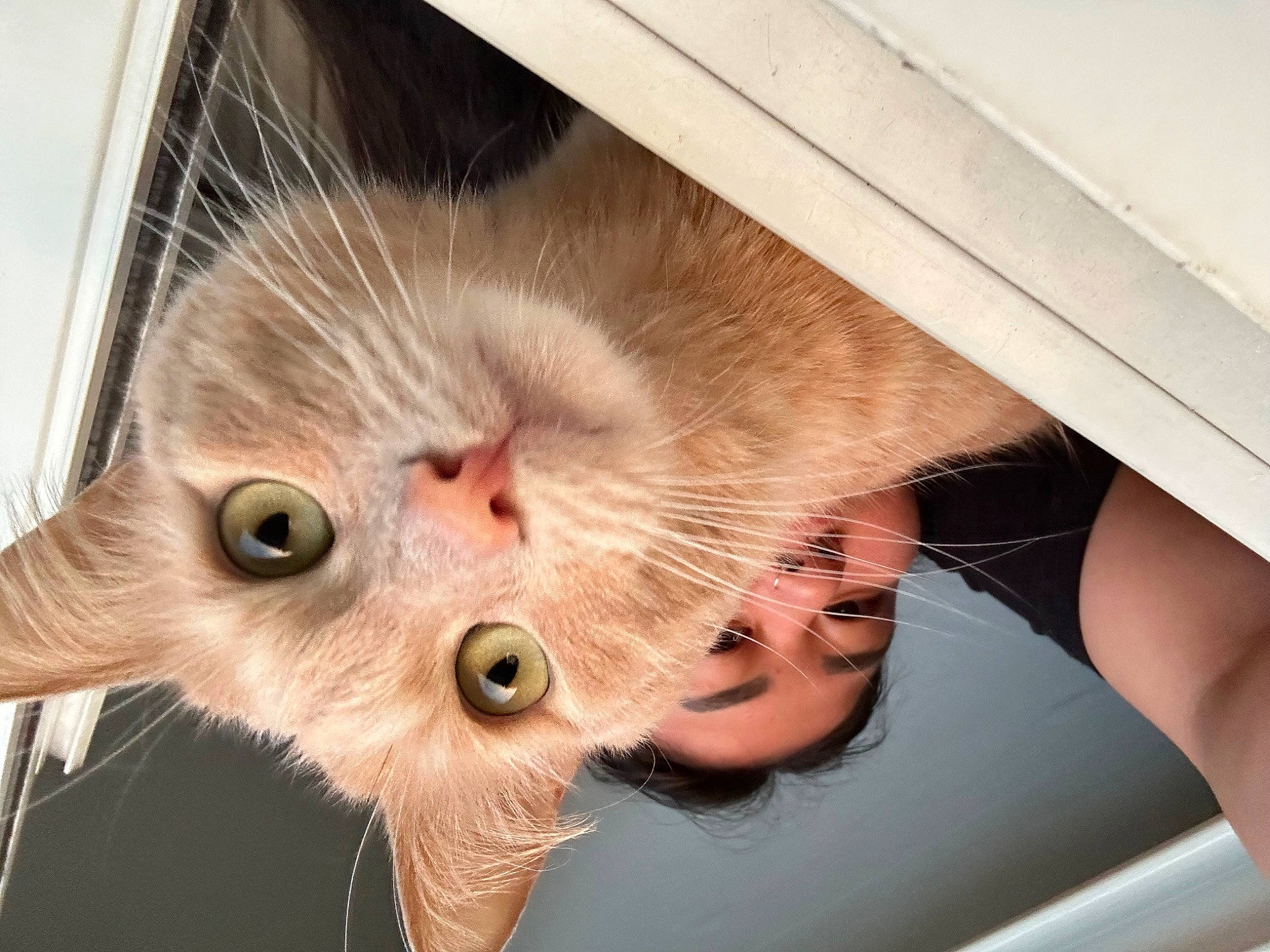 Pompom a rejoint le concours — aidez-le/la à gagner de superbes lots ! animal_shelter, carnivore, cat, claw, comfort, domestic_short_haired_cat, ear, eyelash, fawn, felidae, fur, iris, nose, paw, small_to_medium_sized_cats, snout, whiskers