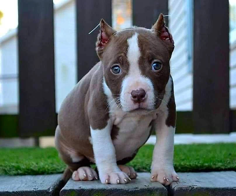 Sadie joined the competition — help win amazing prizes! ancient_dog_breeds, boston_terrier, canidae, carnivore, collar, companion_dog, dog, dog_breed, dog_collar, fawn, fur, grass, liver, non_sporting_group, puppy, sporting_group, terrestrial_animal, toy_dog, whiskers, working_animal