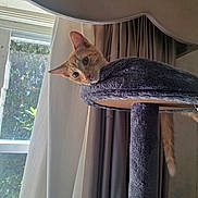 Snickers joined the competition — help win amazing prizes! cat, orange_tabby, cat_tree, curtains, window, indoor, pet, feline, fur, ears, tail, sunlight, home, cozy, looking, resting, animal, domestic, cute, curious