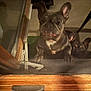 Holley Berry is registered to the contest to win money with this photo: dog, french_bulldog, pet, indoor, glass_door, wood, paws, floor, chair, ears, waiting, cute, animal, companion, looking_up, two_dogs, shadow, house, curious, canine