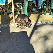 Holley Berry joined the competition — help win amazing prizes! dog, french_bulldog, sunlight, shadow, patio, plastic_chair, floor, outdoor, relaxing, pet, animal, resting, daylight, fence, quiet, summer, domestic_animal, canine, shade, ear