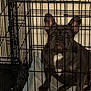 dog, french_bulldog, cage, crate, pet, animal, indoor, metal_bars, ears, white_patch, floor, bowl, looking, seated, canine, fur, paw, snout, companion, confined