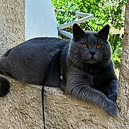 Tom a rejoint le concours — aidez-le/la à gagner de superbes lots ! cat, grey_cat, pet, animal, feline, outdoor, greenery, stone, texture, leisure, resting, portrait, whiskers, eyes, tail, fur, nature, sunlight, calm, window