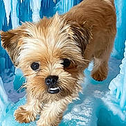 Penny is registered to the contest to win money with this photo: dog, puppy, small_dog, ice, icicles, frozen, winter, blue, fur, animal, cute, curious, adventure, nature, pet, outdoor, cold, snout, walking, exploring