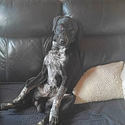 Goku a rejoint le concours — aidez-le/la à gagner de superbes lots ! animal, black_dog, canine, companion, couch, cute, dog, domestic, furniture, furry, home, indoor, leather, looking, pet, pillow, portrait, relaxed, resting, sitting