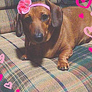 Tatum joined the competition — help win amazing prizes! dog, dachshund, brown_dog, pet, canine, short_haired, long_body, floppy_ears, flower_headband, pink_flower, plaid_couch, sofa, indoor, portrait, lying_down, sitting, cute, heart_decoration, vintage_filter, pet_photography
