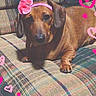dog, dachshund, brown_dog, pet, canine, short_haired, long_body, floppy_ears, flower_headband, pink_flower, plaid_couch, sofa, indoor, portrait, lying_down, sitting, cute, heart_decoration, vintage_filter, pet_photography