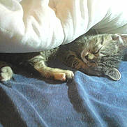 Pitchoune a rejoint le concours — aidez-le/la à gagner de superbes lots !