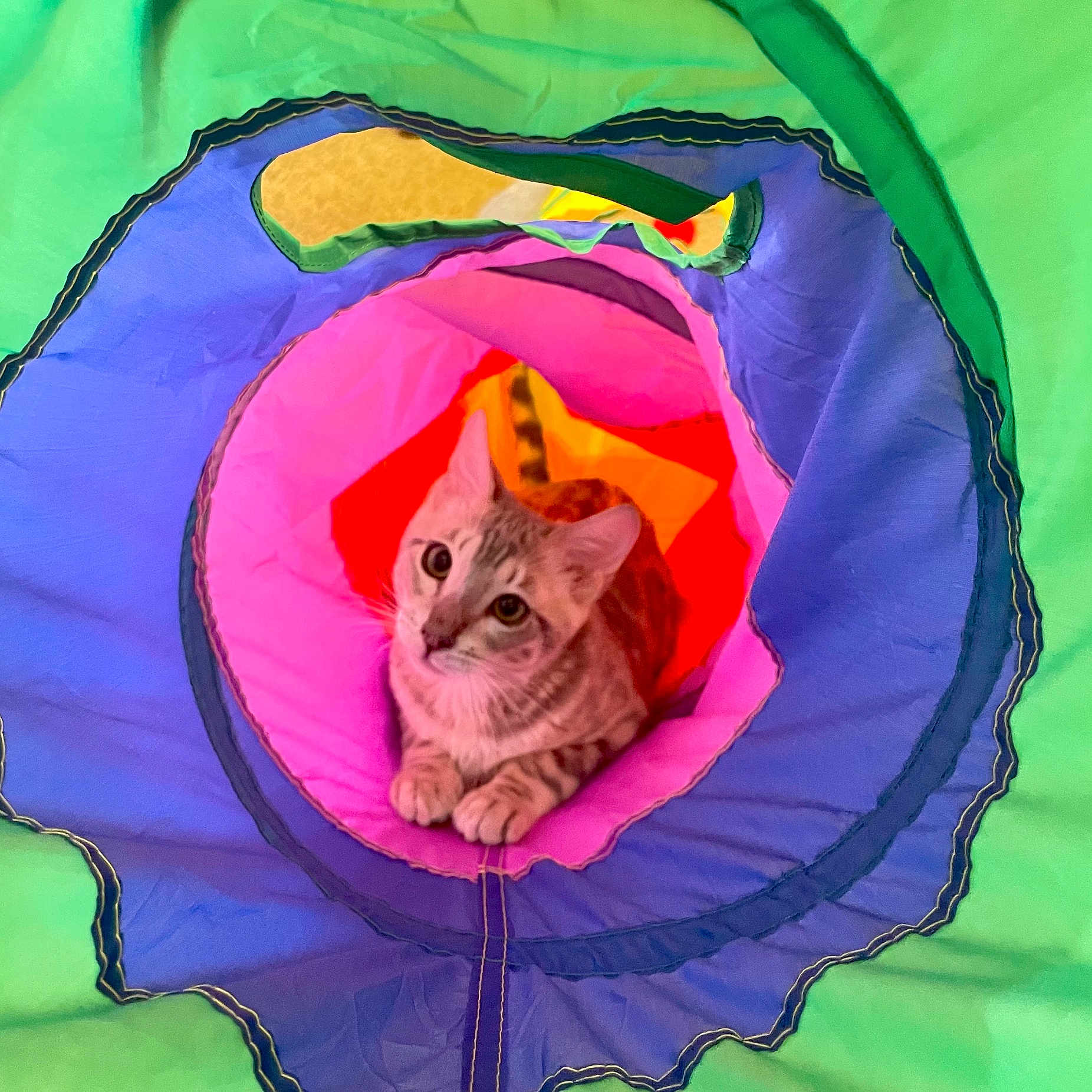 Ekko joined the competition — help win amazing prizes! animal, blue, cat, colorful, curious, cute, fabric, feline, green, indoor, looking_up, orange, pet, pink, play_tunnel, playful, small, striped, young