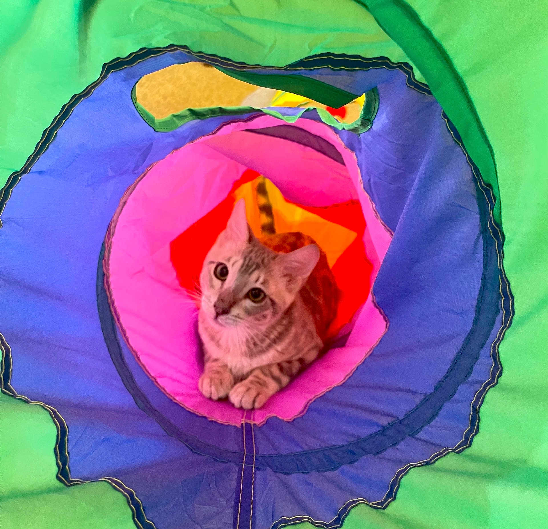 Ekko joined the competition — help win amazing prizes! animal, blue, cat, colorful, curious, cute, fabric, feline, green, indoor, looking_up, orange, pet, pink, play_tunnel, playful, small, striped, young