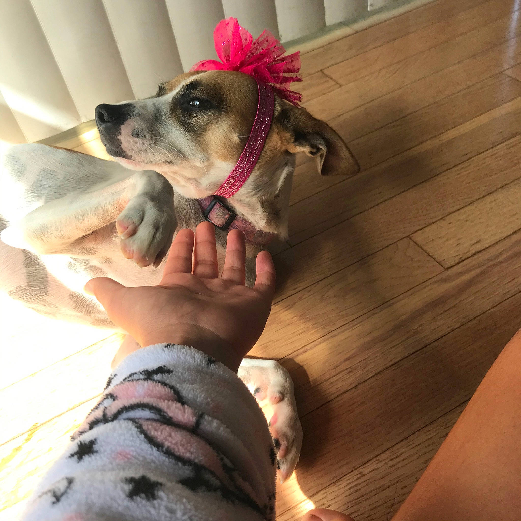 Honey Girl is registered to the contest to win money with this photo: boston_terrier, canidae, carnivore, companion_dog, dog, dog_breed, dog_clothes, ear, fawn, non_sporting_group, puppy_love, snout, sporting_group, toy_dog