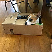 Honey Girl is registered to the contest to win money with this photo: canidae, cardigan_welsh_corgi, carnivore, companion_dog, dog, dog_breed, fawn, floor, flooring, hardwood, laminate_flooring, mammal, pembroke_welsh_corgi, welsh_corgi, wood, wood_flooring