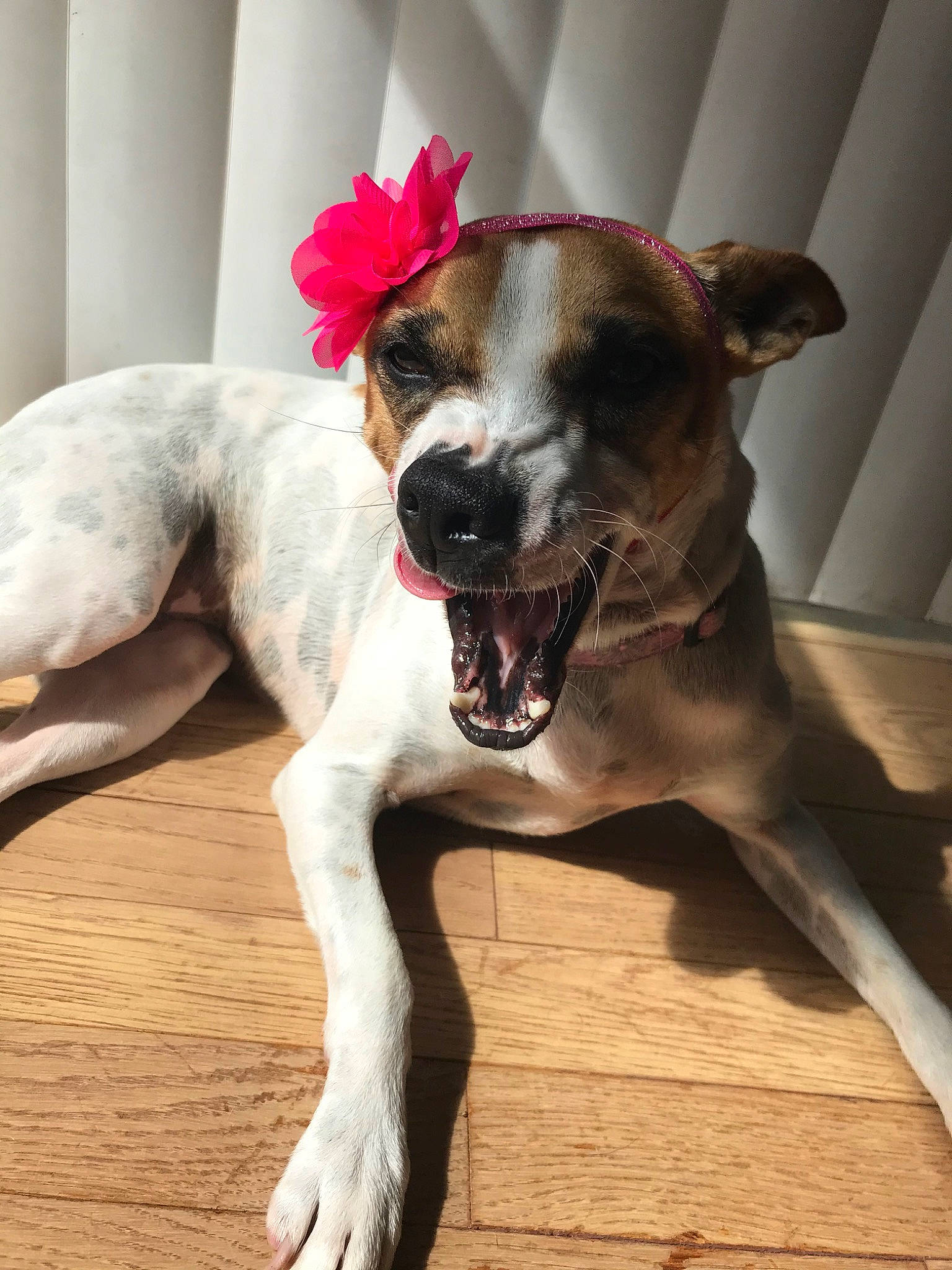 Honey Girl is registered to the contest to win money with this photo: canidae, carnivore, companion_dog, dog, dog_breed, fawn, lurcher, magyar_agar, mammal, potcake_dog, rare_breed_dog, snout, vertebrate, whippet