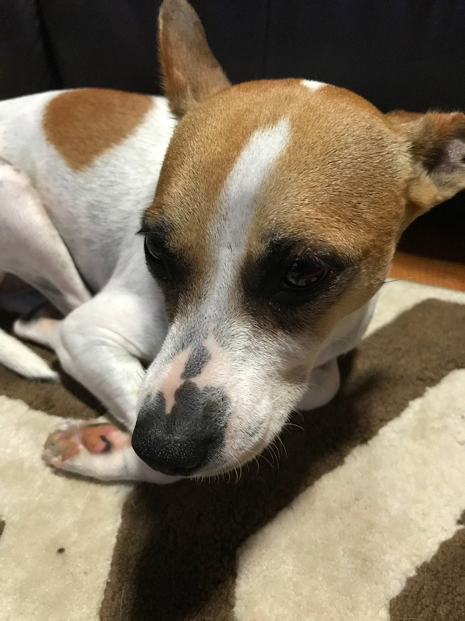 Honey Girl is registered to the contest to win money with this photo: canidae, carnivore, dog, dog_breed, ear, fawn, feist, fox_terrier, mammal, miniature_fox_terrier, nose, rare_breed_dog, rat_terrier, russell_terrier, snout, teddy_roosevelt_terrier, tenterfield_terrier, toy_fox_terrier, vertebrate, whiskers