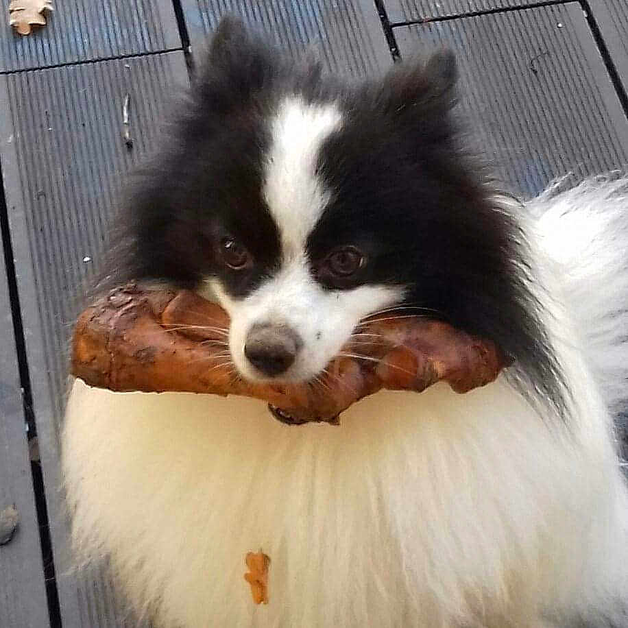 Gordon