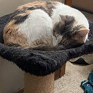 Baby A joined the competition — help win amazing prizes! animal, architecture, building, cat, chair, face, furniture, head, indoors, interiordesign, kitten, livingroom, manx, person, pet, photography, portrait, room, sleeping, table