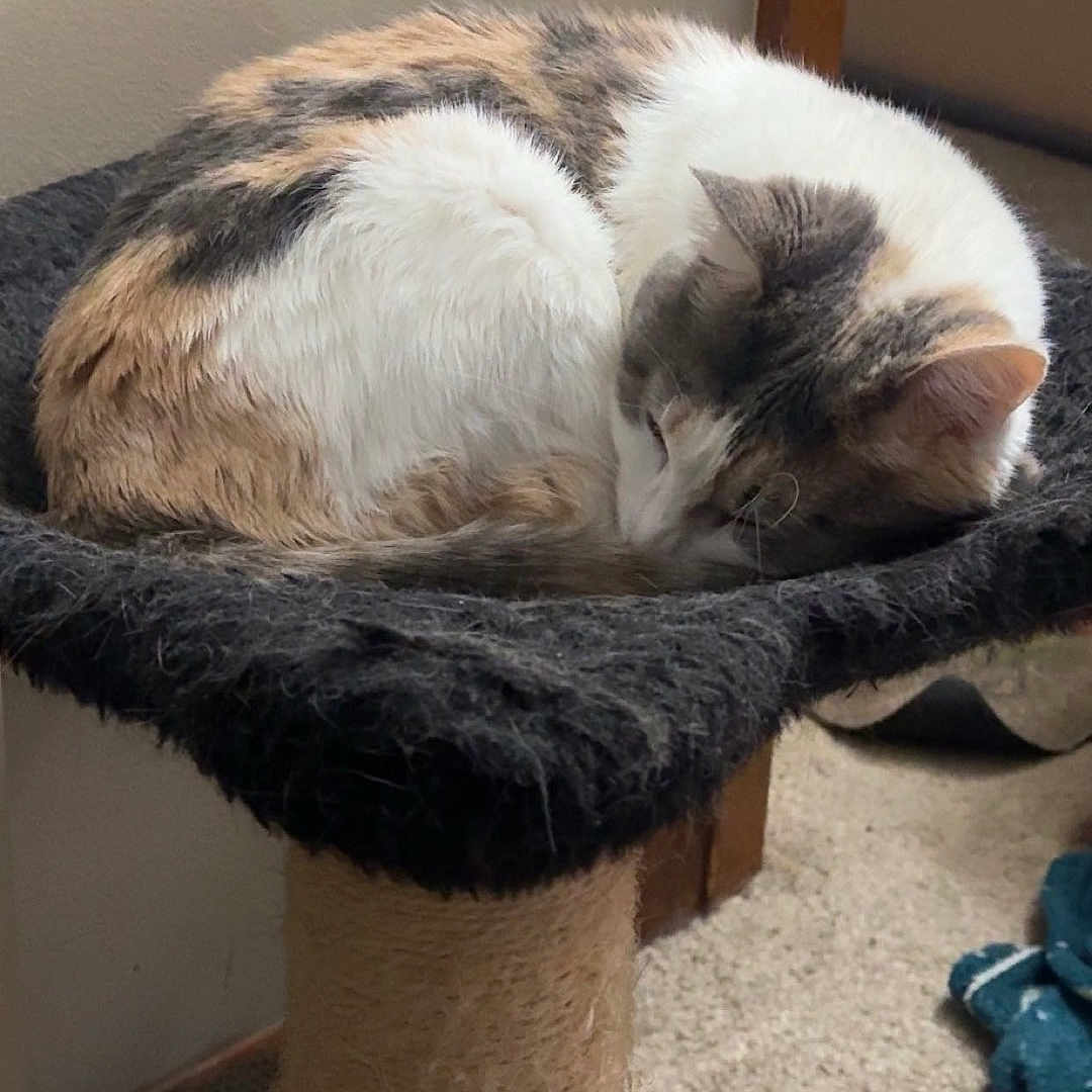 Baby A joined the competition — help win amazing prizes! animal, architecture, building, cat, chair, face, furniture, head, indoors, interiordesign, kitten, livingroom, manx, person, pet, photography, portrait, room, sleeping, table