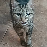 Nana is registered to the contest to win money with this photo: animal, cat, closeup, curious, domestic, ears, eyes, feline, floor, fur, indoor, looking, mammal, mouth, pet, portrait, standing, tabby, tile, whiskers