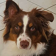 Vanille a rejoint le concours — aidez-le/la à gagner de superbes lots ! animal, ball, canine, cockerspaniel, collie, dog, eskimodog, hound, husky, papillon, pet, puppy, snout, sport, tennis, tennisball, tile, whitedog