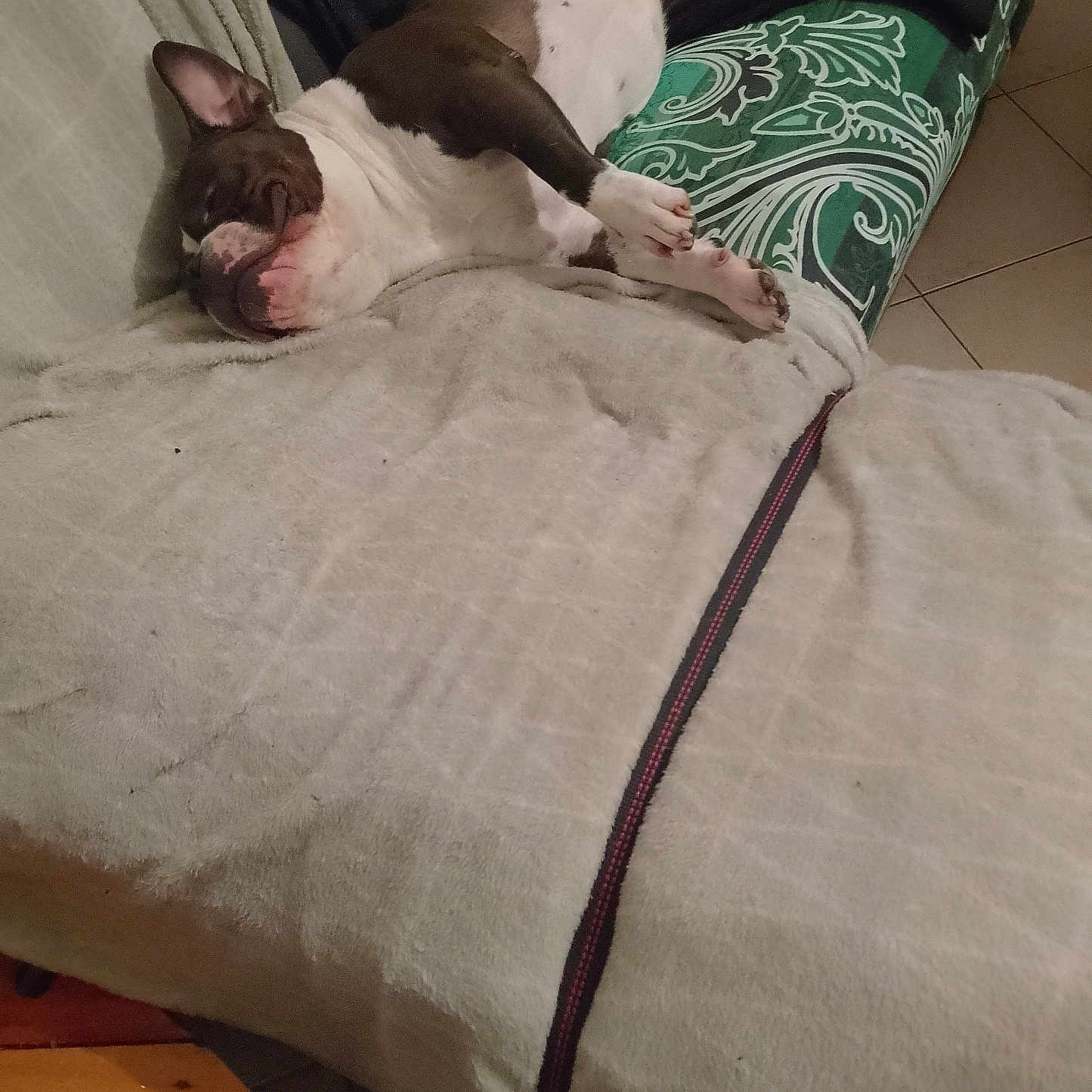 Taz a rejoint le concours — aidez-le/la à gagner de superbes lots ! animal, architecture, blanket, boxer, building, bulldog, canine, couch, cushion, dog, frenchbulldog, furniture, homedecor, hound, indoors, linen, livingroom, pet, pitbull, puppy