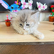Baïa participe au concours pour gagner de l'argent avec cette photo : kitten, cat, kitten_face, fluffy, fur, blue_eyes, whiskers, paw, wooden_table, potted_plant, flowers, toy, plush, indoor, close_up, cute, portrait, sitting, household_object, background