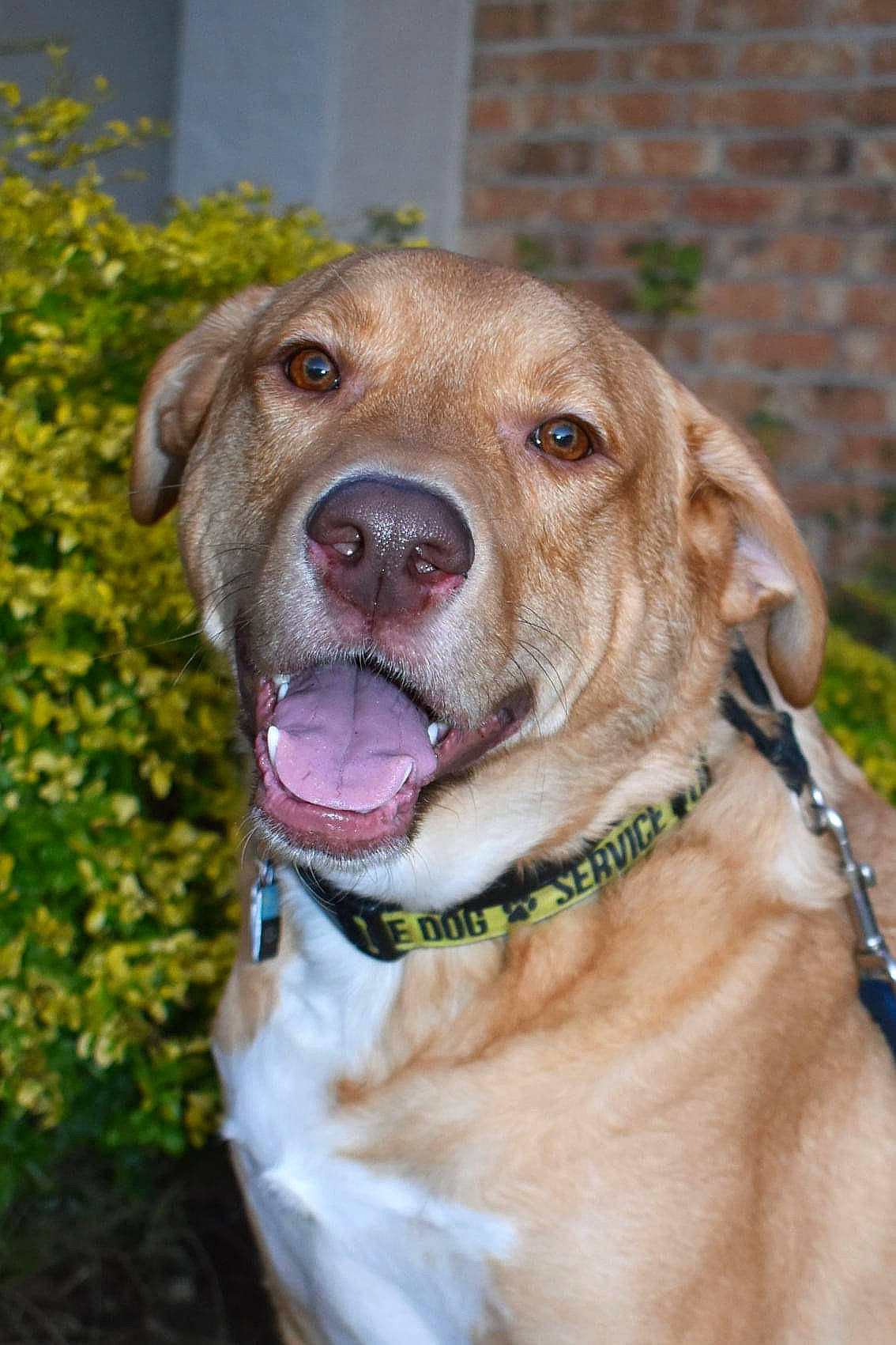 Kiba joined the competition — help win amazing prizes! canidae, carnivore, collar, companion_dog, dog, dog_breed, dog_collar, fashion_accessory, fawn, fur, grass, gun_dog, leash, liver, pet_supply, plant, snout, sporting_group, whiskers, working_animal