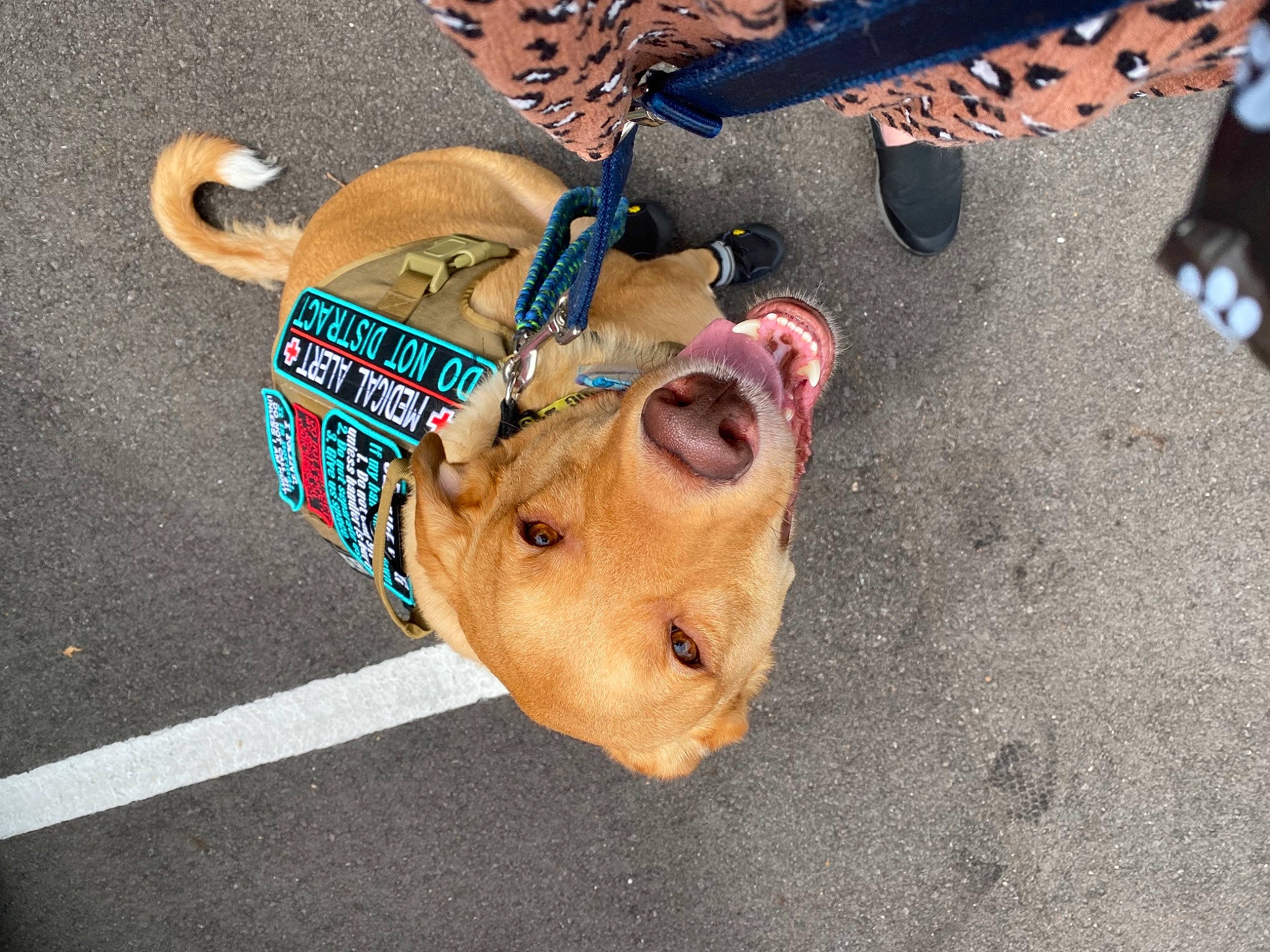 Kiba is registered to the contest to win money with this photo: asphalt, carnivore, concrete, dog, dog_breed, eyewear, fashion_accessory, fawn, font, foot, leash, musical_instrument, road_surface, shadow, sidewalk, snout, street, street_fashion, sunglasses, wood