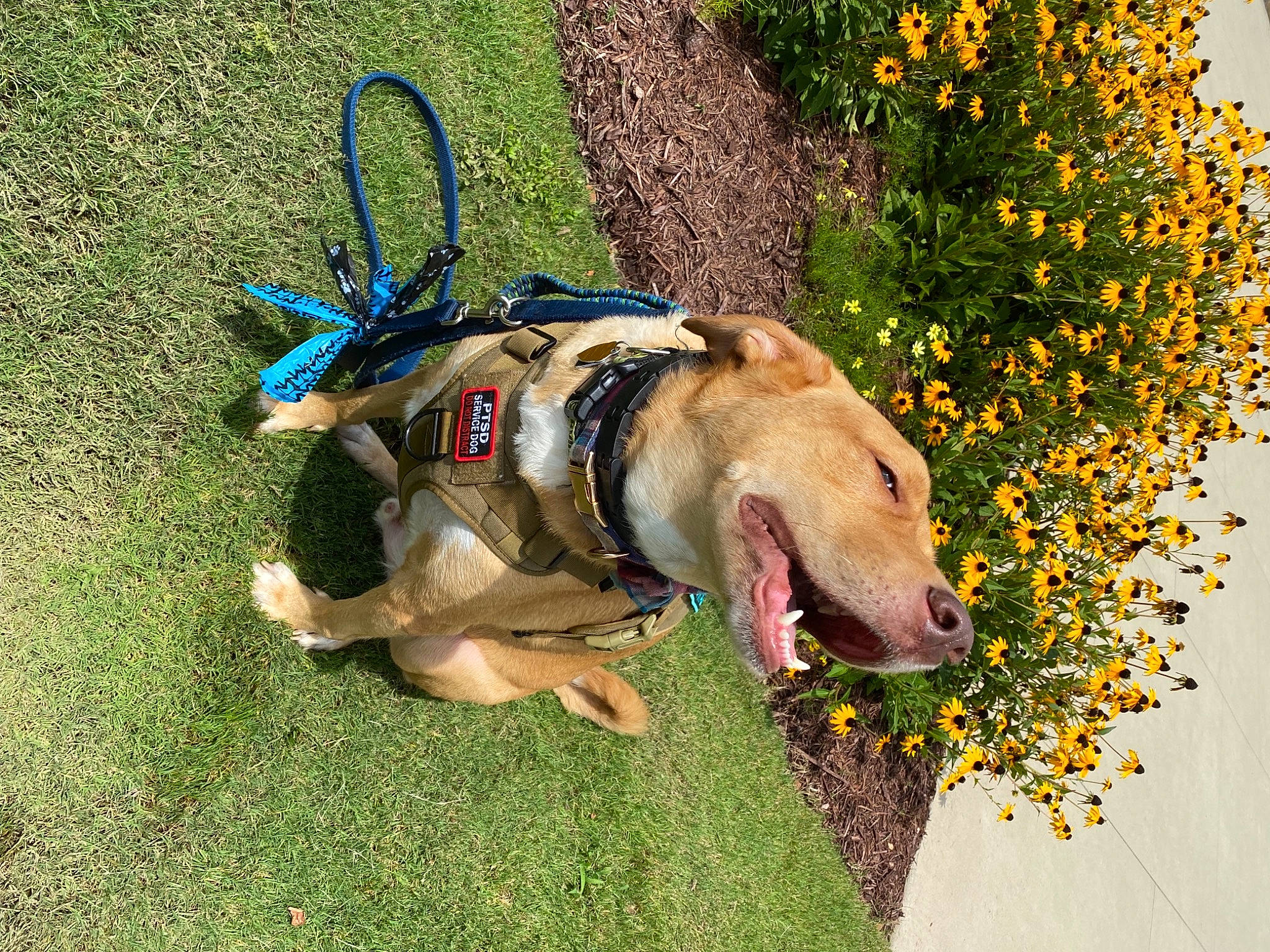 Kiba is registered to the contest to win money with this photo: canidae, carnivore, collar, companion_dog, dog, dog_breed, dog_clothes, dog_supply, fashion_accessory, fawn, flower, grass, leash, pet_supply, petal, plant, recreation, sporting_group, tail, working_animal