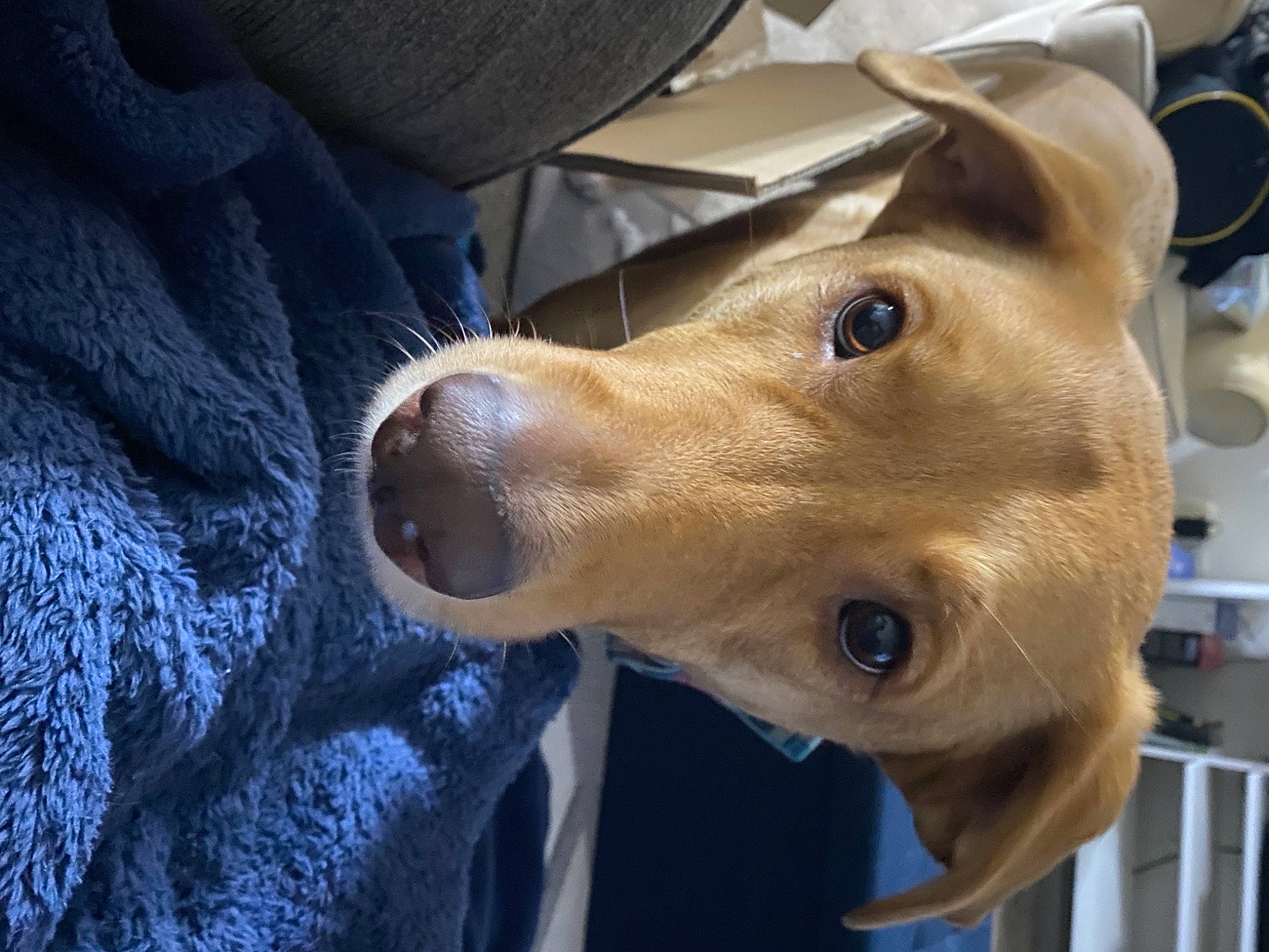 Kiba is registered to the contest to win money with this photo: canidae, carnivore, close_up, collar, companion_dog, dog, dog_breed, dog_collar, ear, electric_blue, fawn, fence, fur, golden_retriever, jaw, non_sporting_group, selfie, sporting_group, whiskers, working_animal