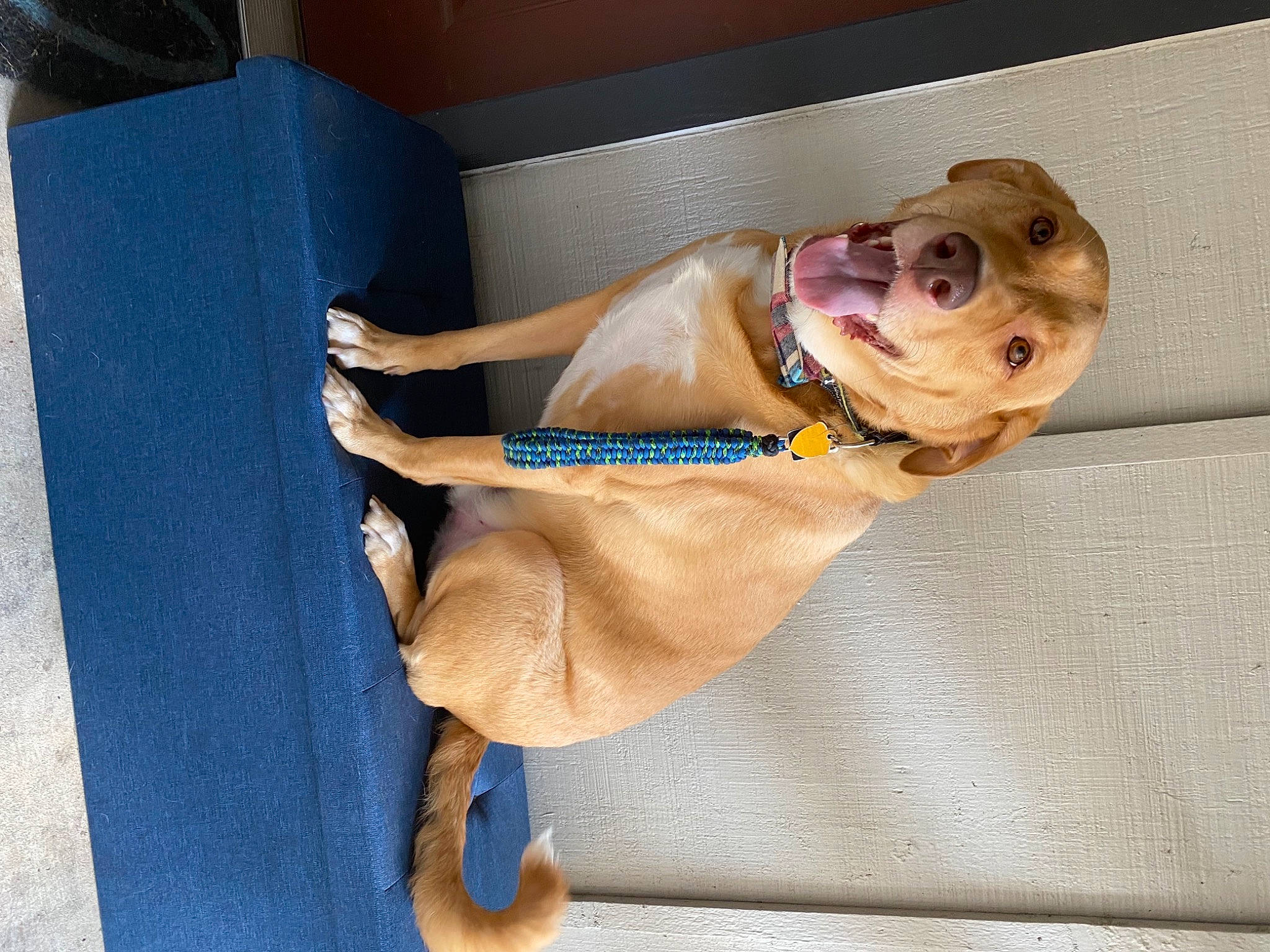 Kiba joined the competition — help win amazing prizes! canidae, carnivore, collar, companion_dog, dog, dog_breed, dog_collar, dog_supply, electric_blue, eyewear, fawn, human_leg, leash, pet_supply, snout, sporting_group, tail, thigh, wood, working_animal