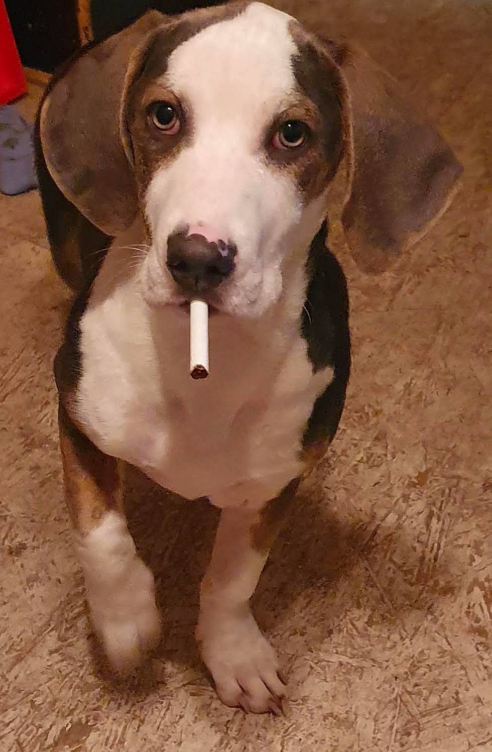 Frank joined the competition — help win amazing prizes! canidae, carnivore, circle, collar, companion_dog, dog, dog_breed, dog_collar, fawn, fur, gun_dog, hunting_dog, liver, non_sporting_group, snout, sporting_group, terrestrial_animal, whiskers, working_animal