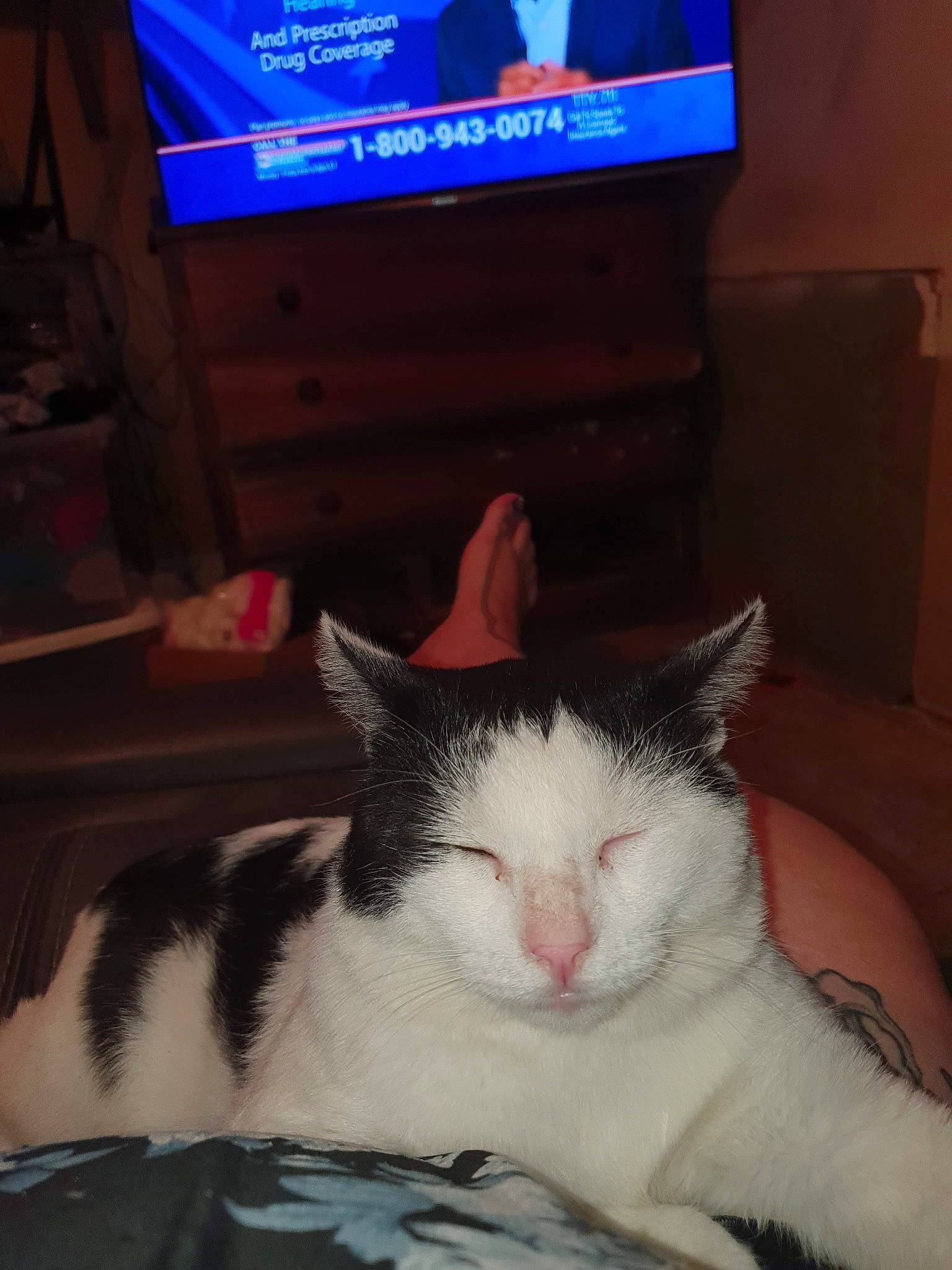 Deucey is registered to the contest to win money with this photo: cable_television, carnivore, cat, comfort, display_device, domestic_short_haired_cat, felidae, flat_panel_display, foot, fur, led_backlit_lcd_display, multimedia, output_device, paw, small_to_medium_sized_cats, snout, tail, television, television_set, whiskers