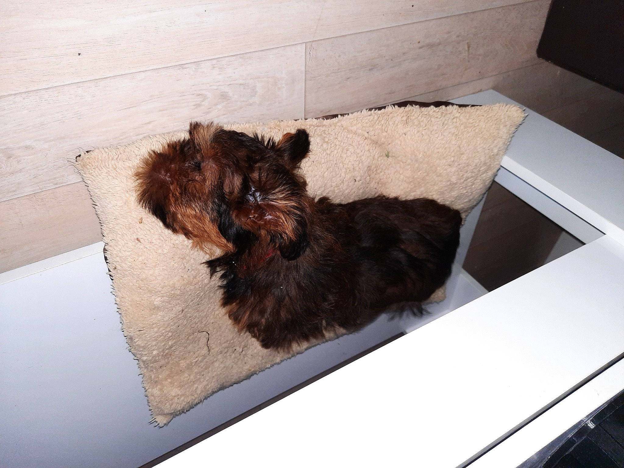 Roucky participe au concours pour gagner de l'argent avec cette photo : cairn_terrier, canidae, carnivore, companion_dog, dog, dog_breed, ear, fur, glen_of_imaal_terrier, liver, morkie, norwich_terrier, puppy, small_terrier, sporting_group, terrier, toy_dog, yorkipoo, yorkshire_terrier