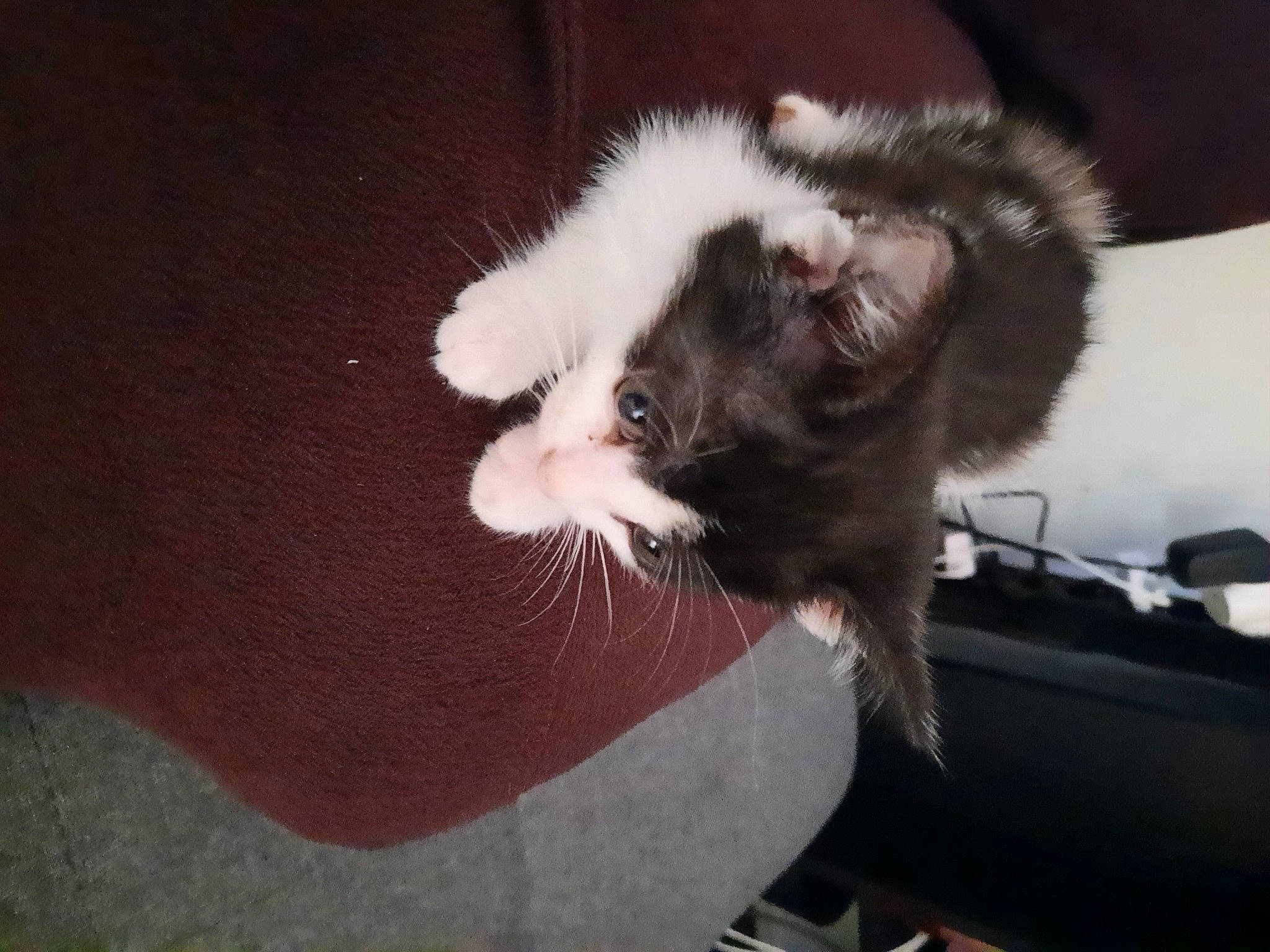 Kitty participe au concours pour gagner de l'argent avec cette photo : carnivore, cat, ear, felidae, kitten, small_to_medium_sized_cats, whiskers