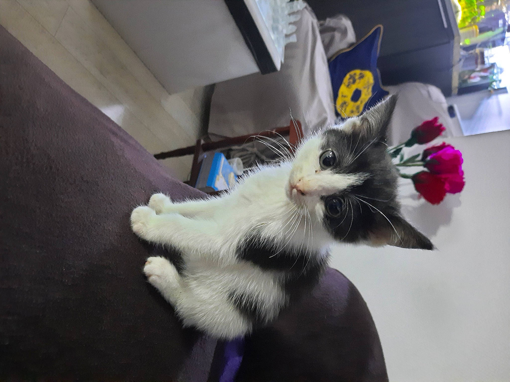 Kitty a rejoint le concours — aidez-le/la à gagner de superbes lots ! carnivore, cat, claw, ear, felidae, fur, kitten, paw, polydactyl_cat, small_to_medium_sized_cats, tail, whiskers