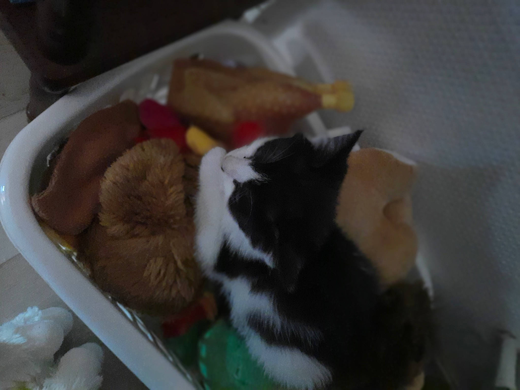 Kitty participe au concours pour gagner de l'argent avec cette photo : carnivore, cat, felidae, small_to_medium_sized_cats, whiskers