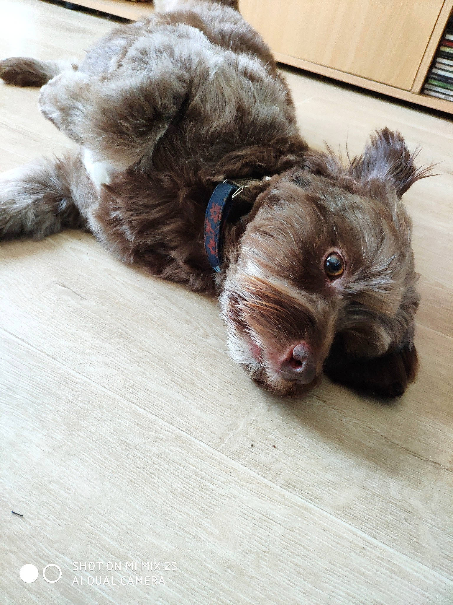 Jackpot a rejoint le concours — aidez-le/la à gagner de superbes lots ! american_cocker_spaniel, bolonka, canidae, carnivore, cockapoo, companion_dog, dog, dog_breed, glen_of_imaal_terrier, labradoodle, lagotto_romagnolo, liver, puppy, schnoodle, spaniel, spanish_water_dog, sporting_group