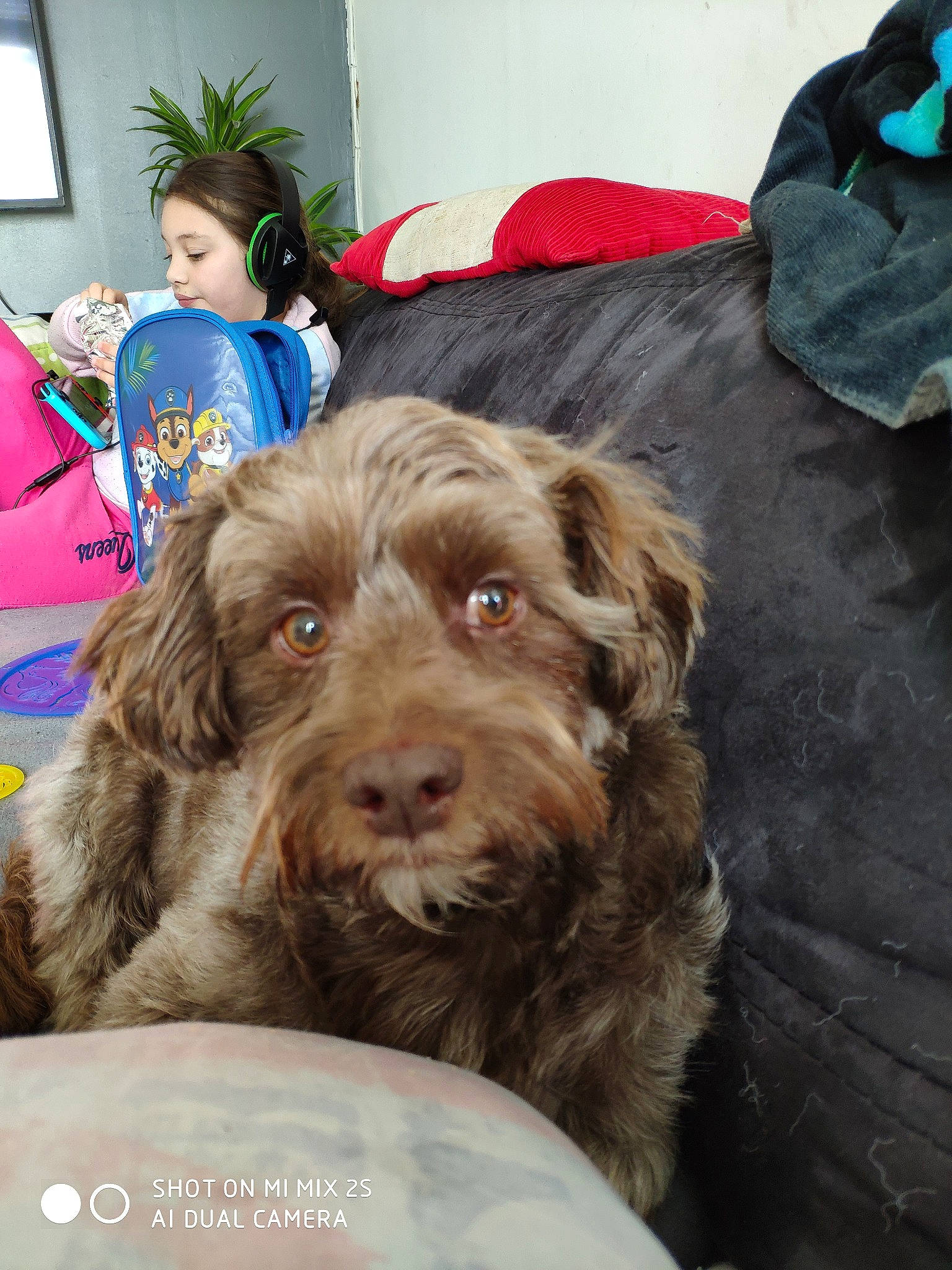 Jackpot participe au concours pour gagner de l'argent avec cette photo : bolonka, canidae, carnivore, cockapoo, dog, dog_breed, fur, german_wirehaired_pointer, labradoodle, liver, mammal, pudelpointer, puppy, rare_breed_dog, schnoodle, spinone_italiano, sporting_group, stichelhaar, vertebrate, wirehaired_pointing_griffon