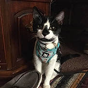 Lulu joined the competition — help win amazing prizes! cat, black_and_white, pet, indoor, furniture, wood, shoe, rug, harness, curious, animal, domestic, floor, closeup, mammal, whiskers, sitting, cute, collar, household
