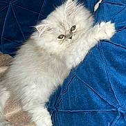 Andy a rejoint le concours — aidez-le/la à gagner de superbes lots ! kitten, cat, fluffy, white_fur, green_eyes, pillow, blue_pillow, soft_texture, cozy, indoor, pet, cute, sleepy, animal, feline, cuddling, resting, closeup, comfort, fur